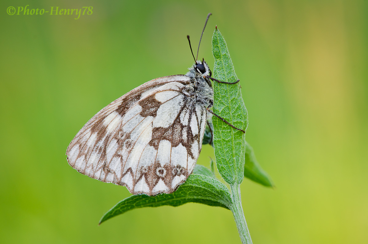 Melanargia
