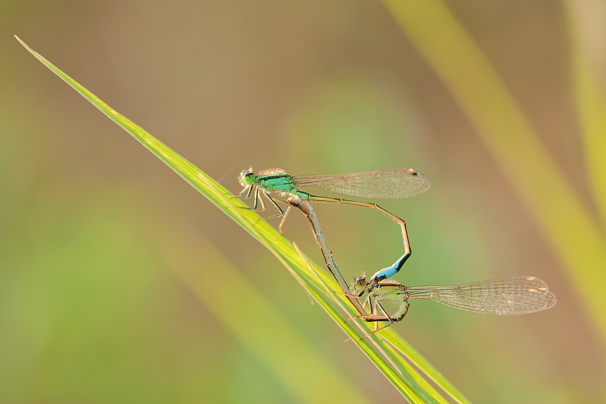 Ischnura elegans mating