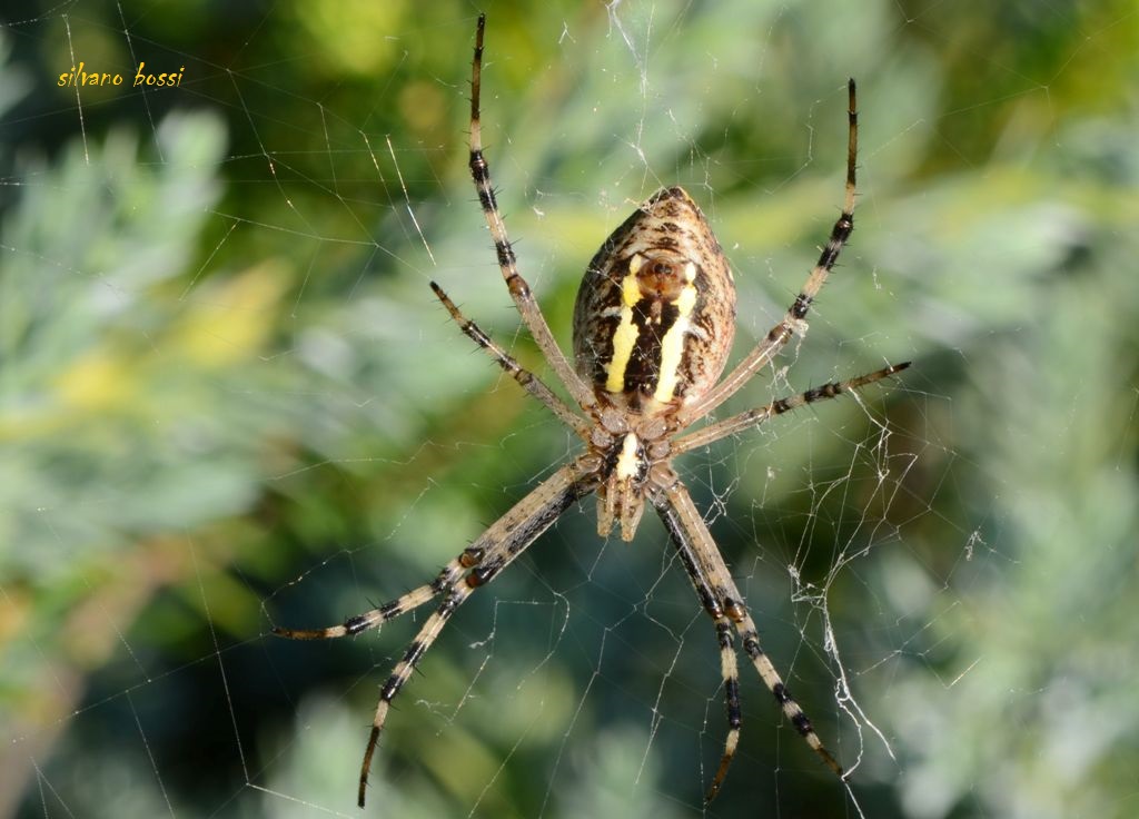 ragno con tatuaggio. orsetto che prega