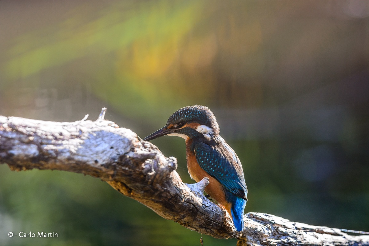 Il mio primo Martino!!