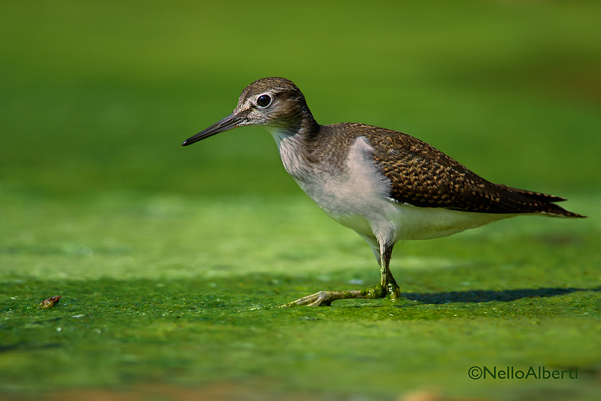 im sandpiper sea algae