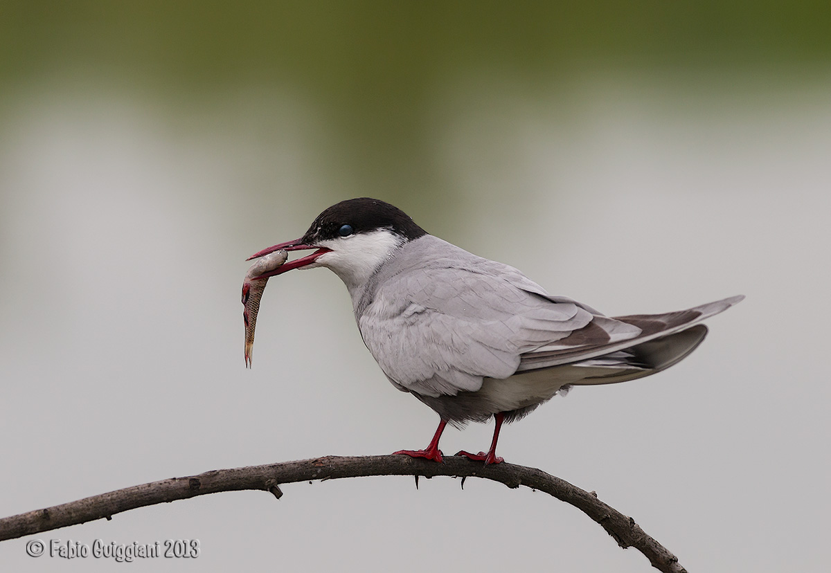 Whiskered Tern