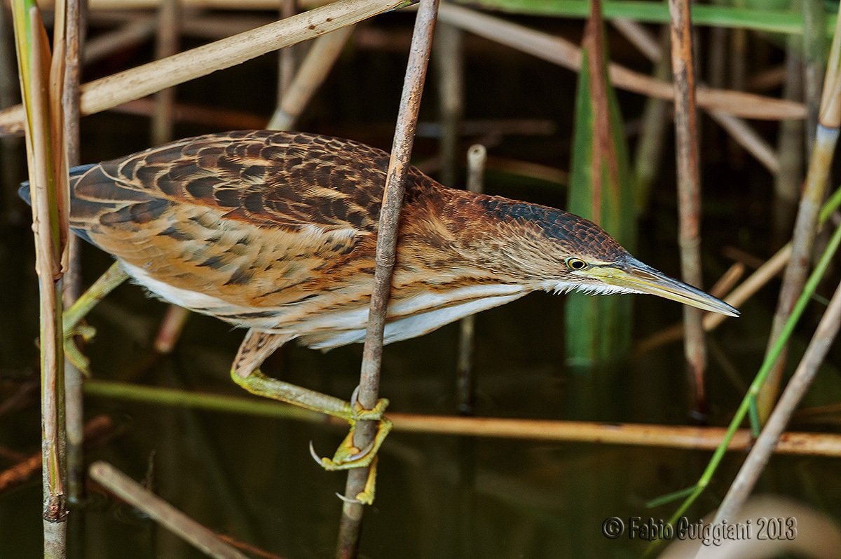 Bittern