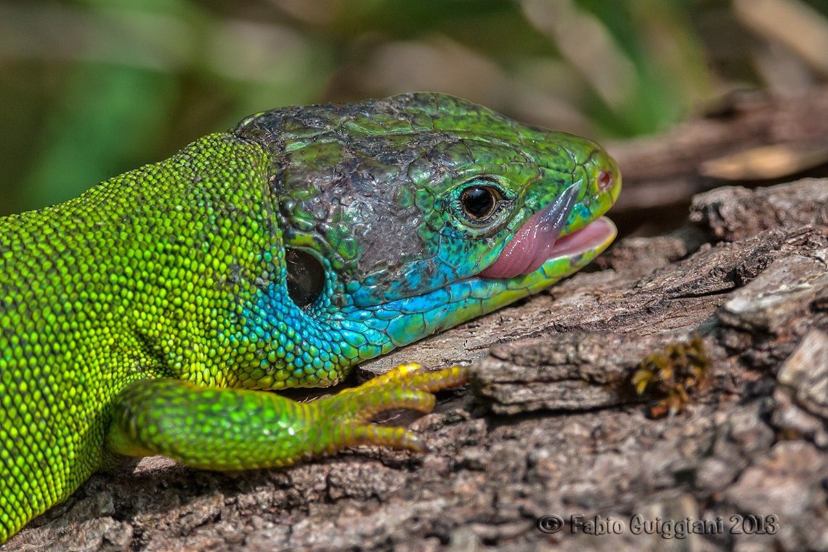 Green lizard