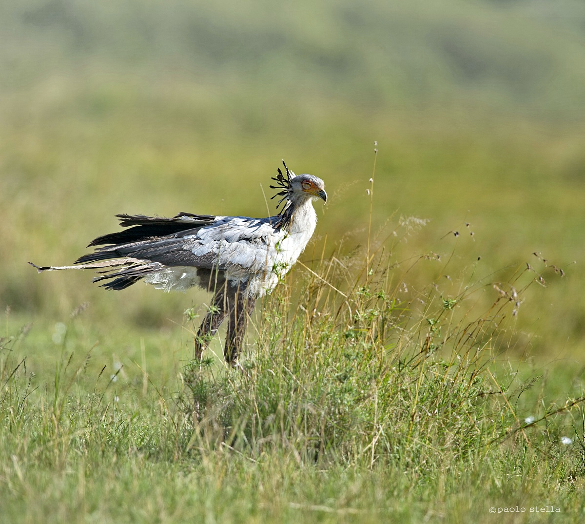 serpentario - Sagittarius serpentarius -