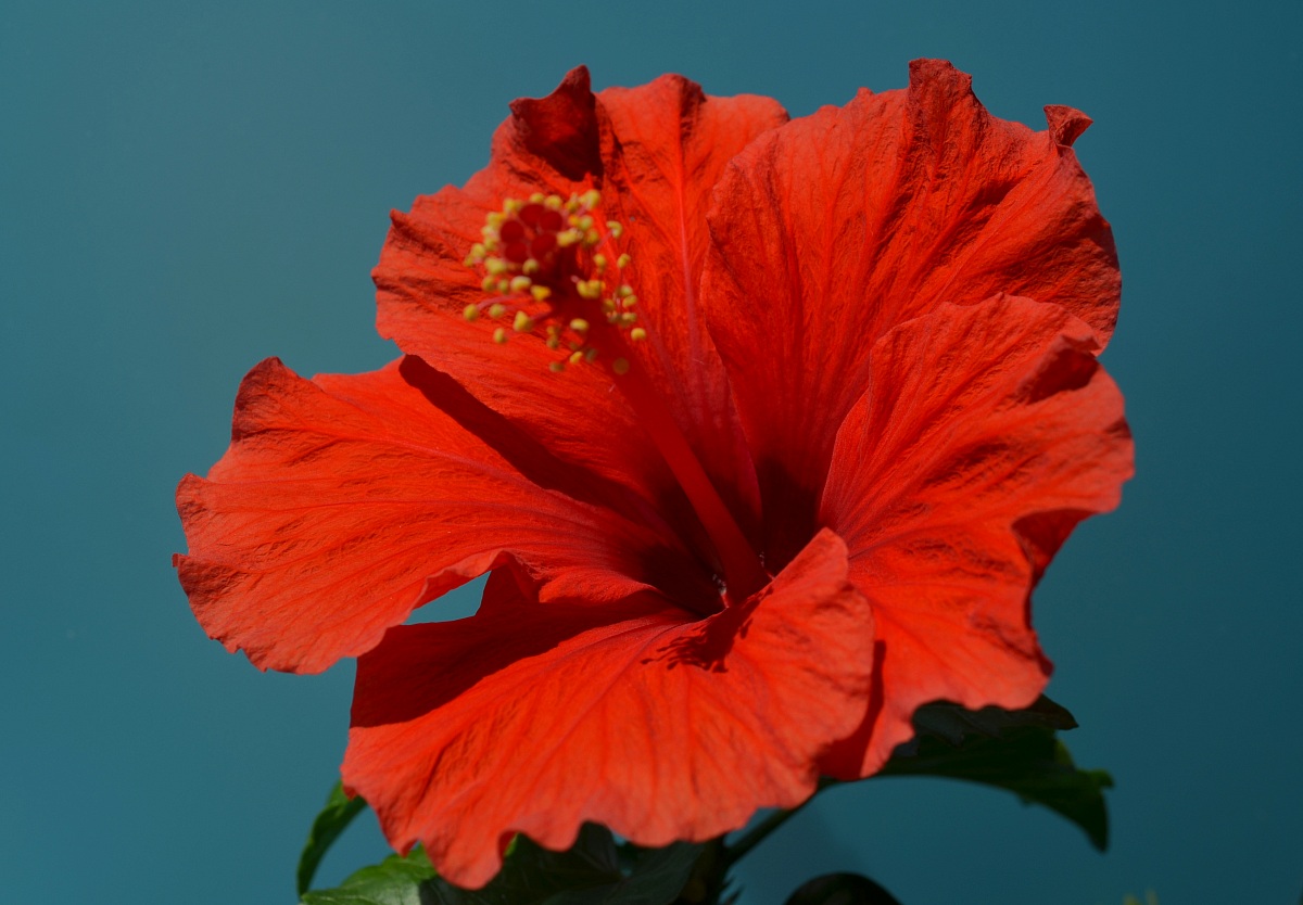 Hibiscus