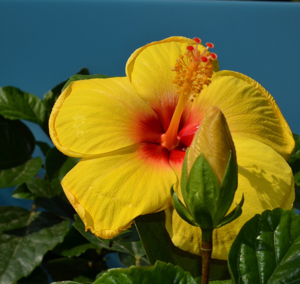 Hibiscus