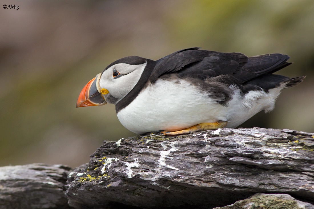 Puffin