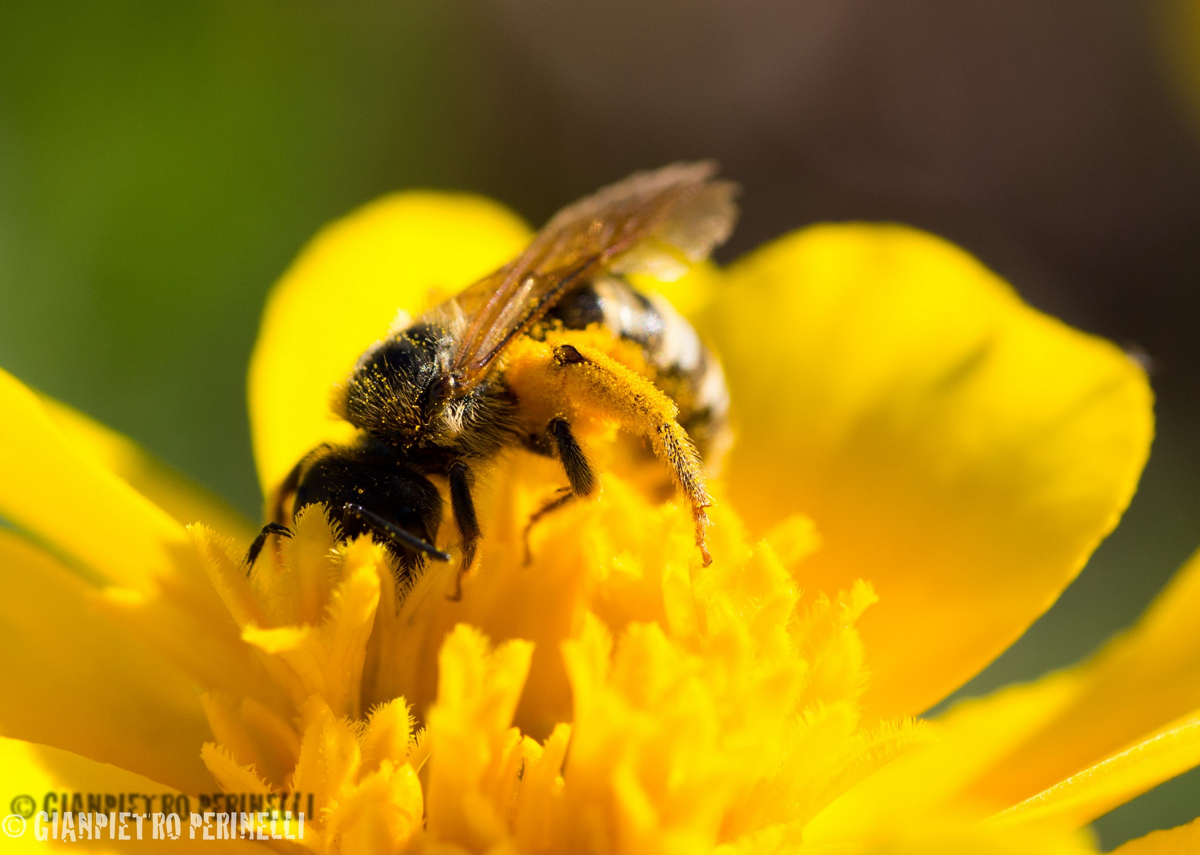 non adatta agli allergici al polline