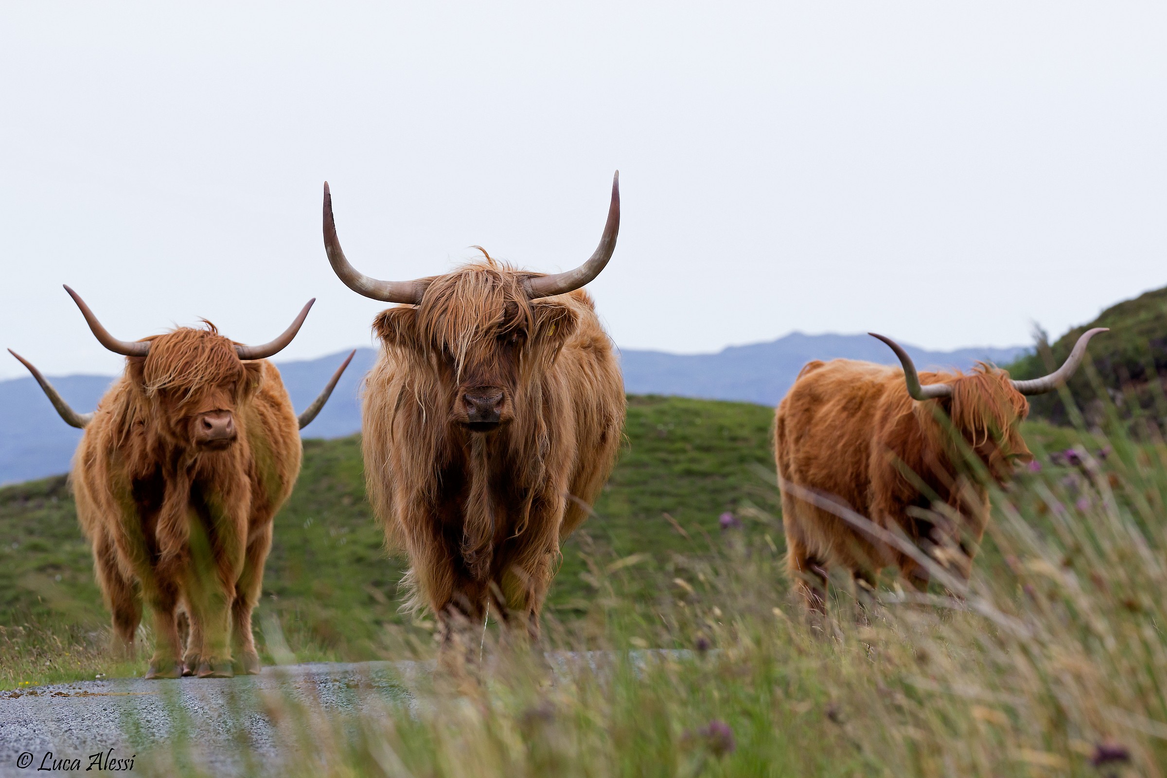 Cows with capelli1