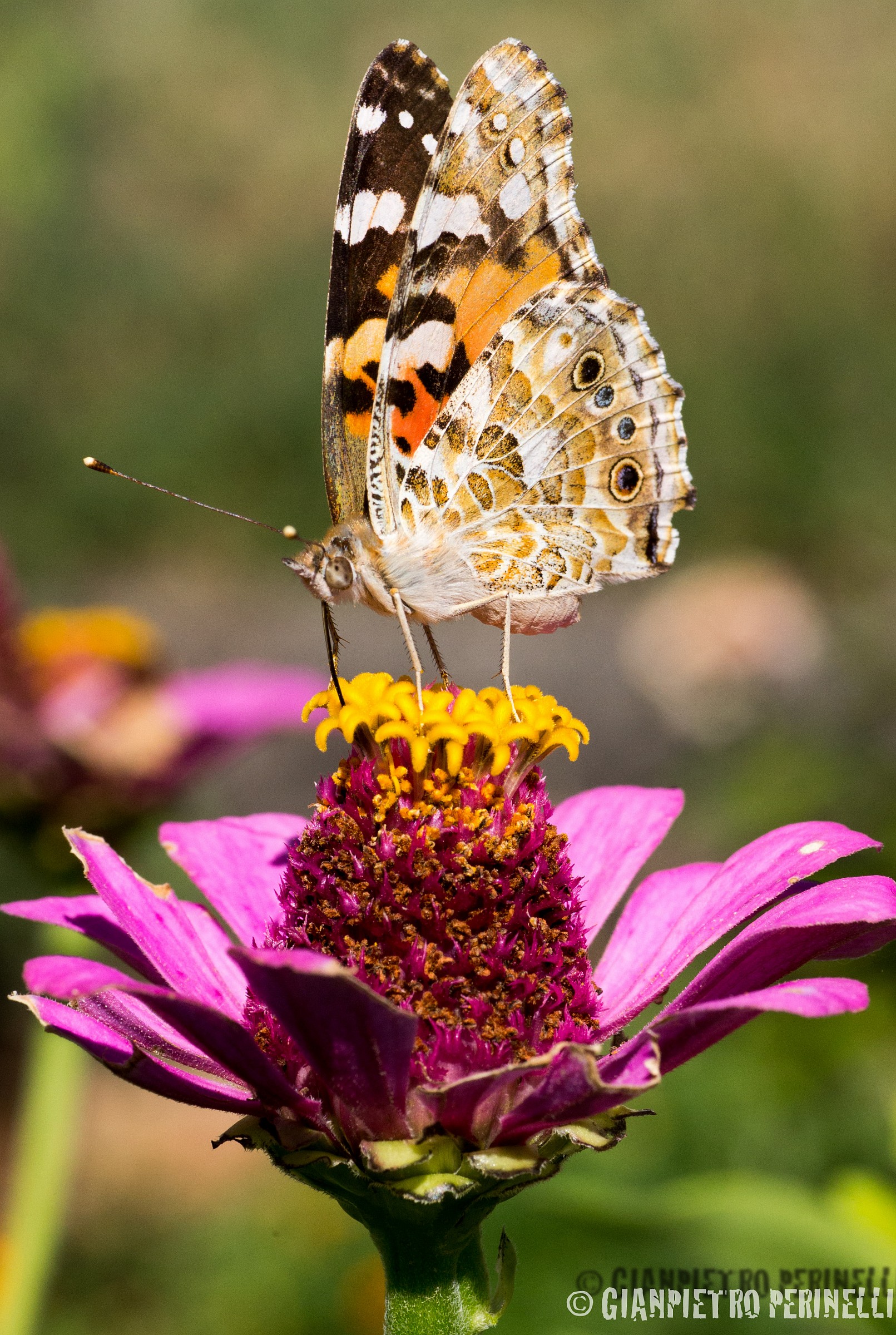 Vanessa Cardui