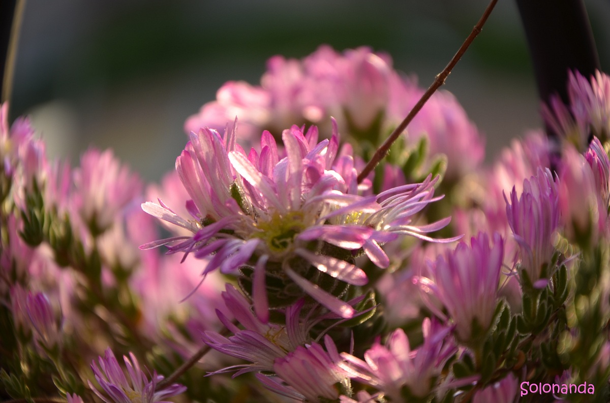ultimi raggi sui fiori