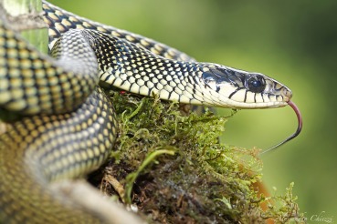 Drymobius margaritiferus