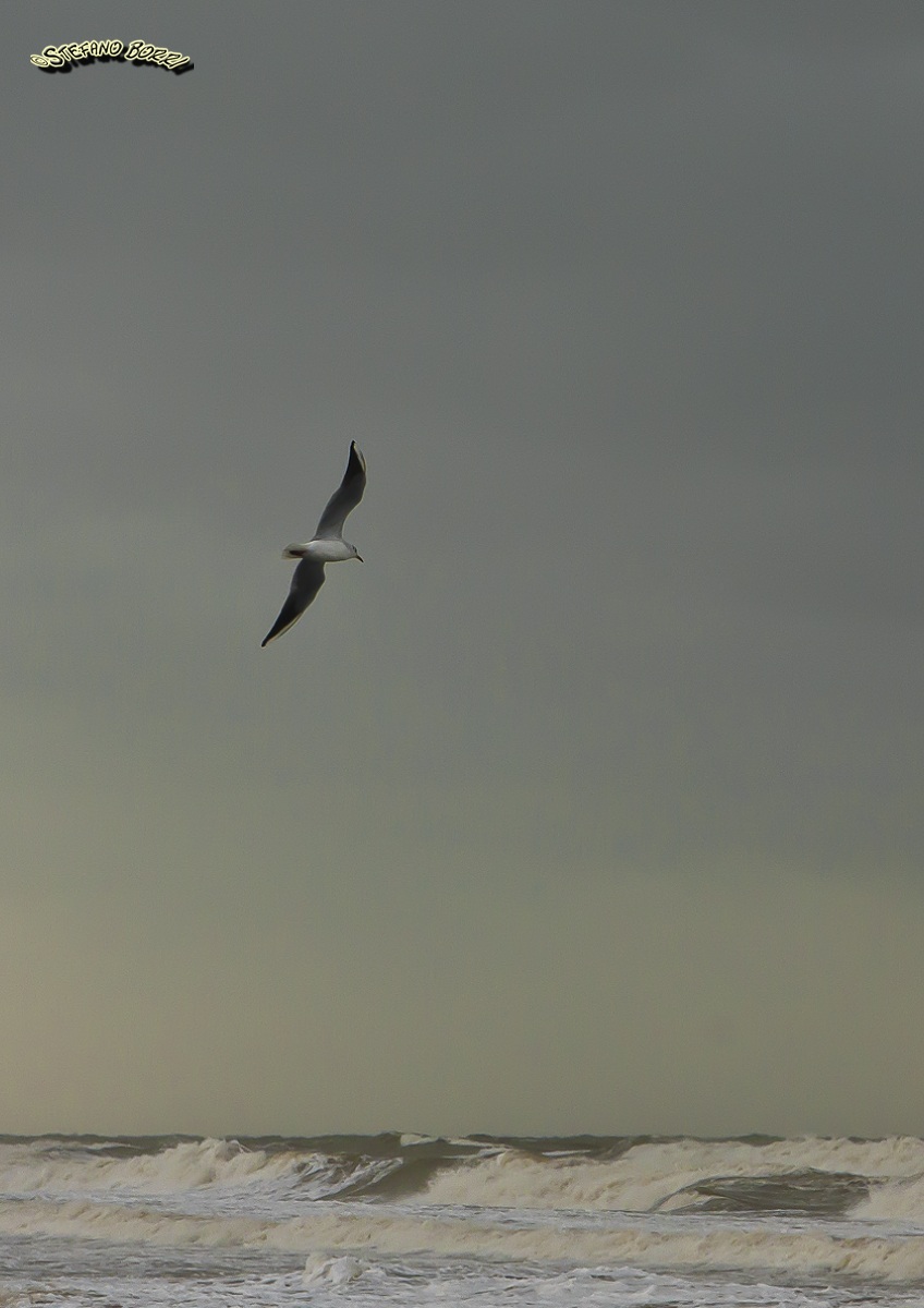 Seagull