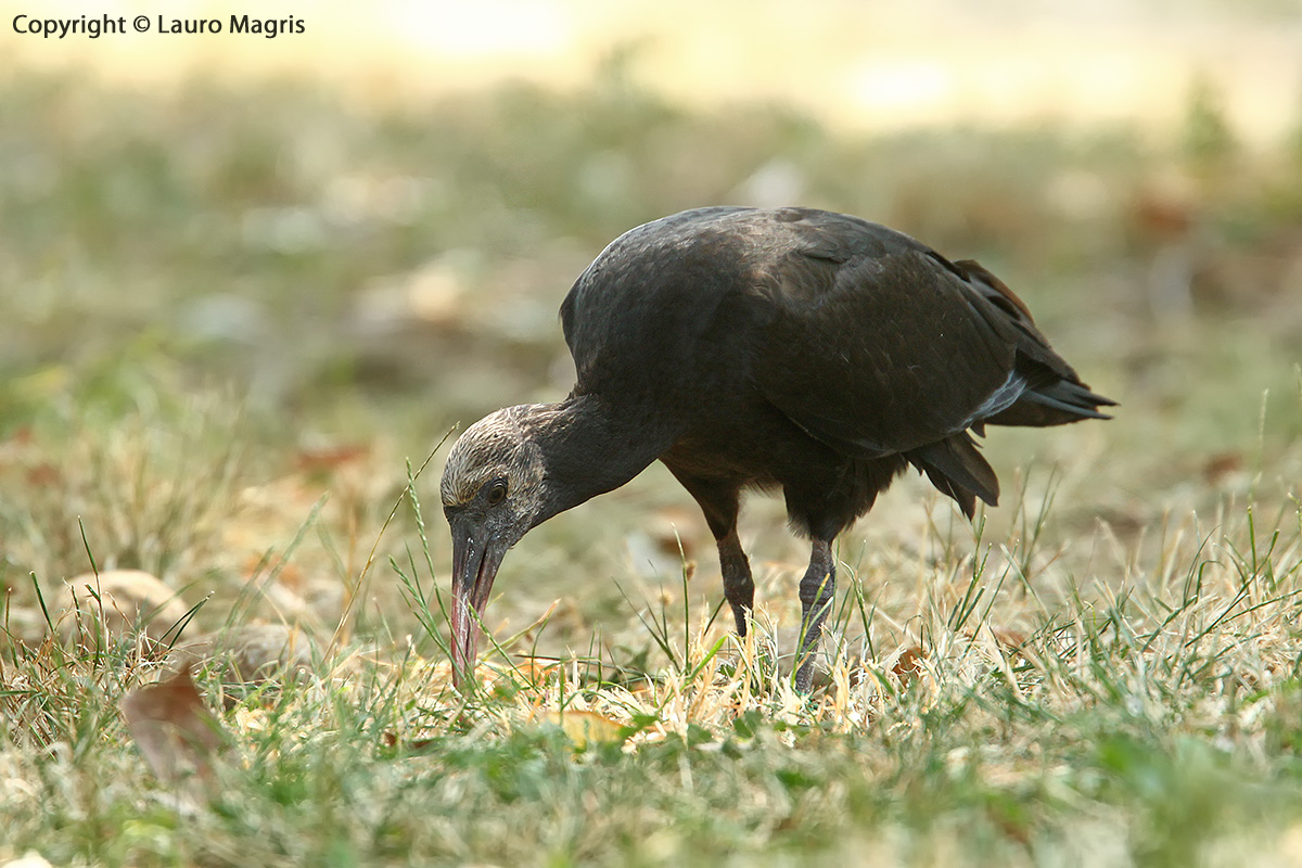 Young Hermit Ibis
