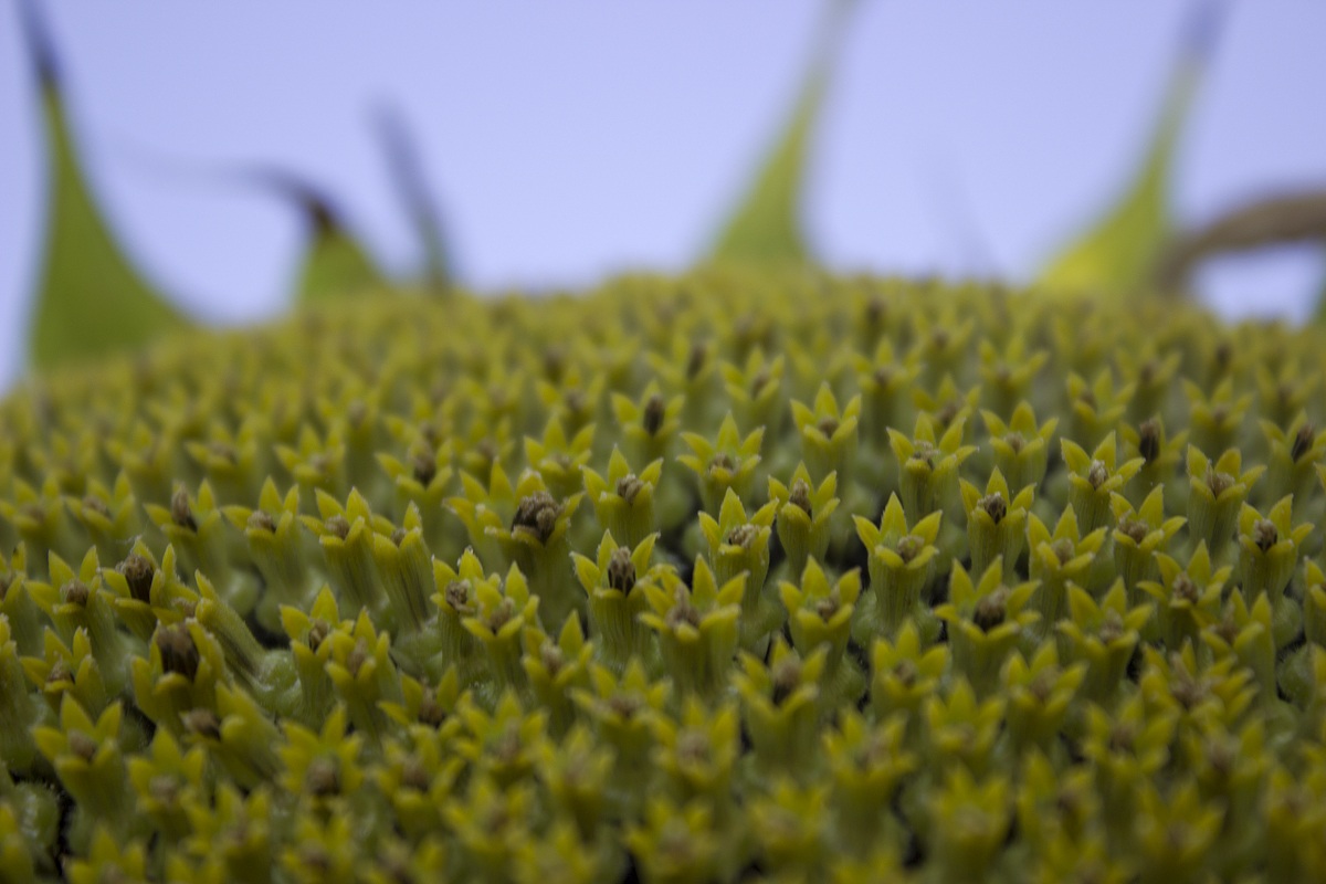 Vista da vicino degli acheni