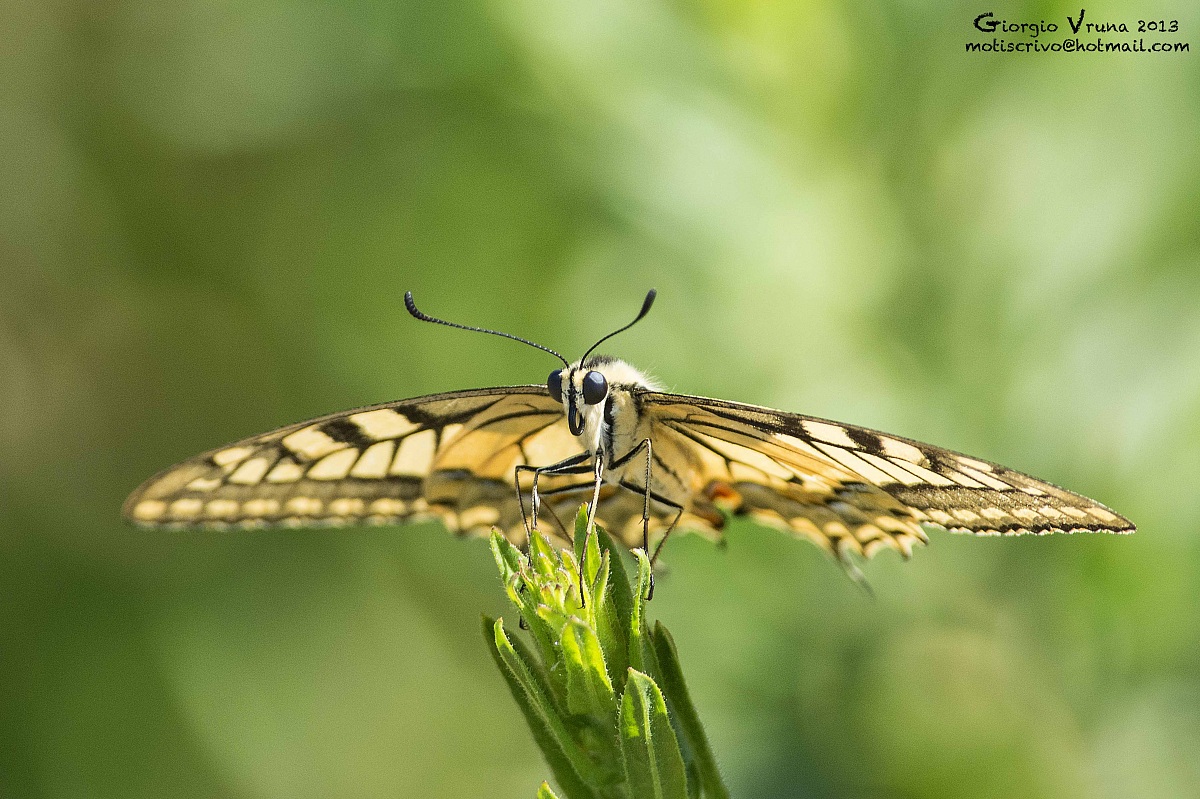 Machaon perfect landing ..