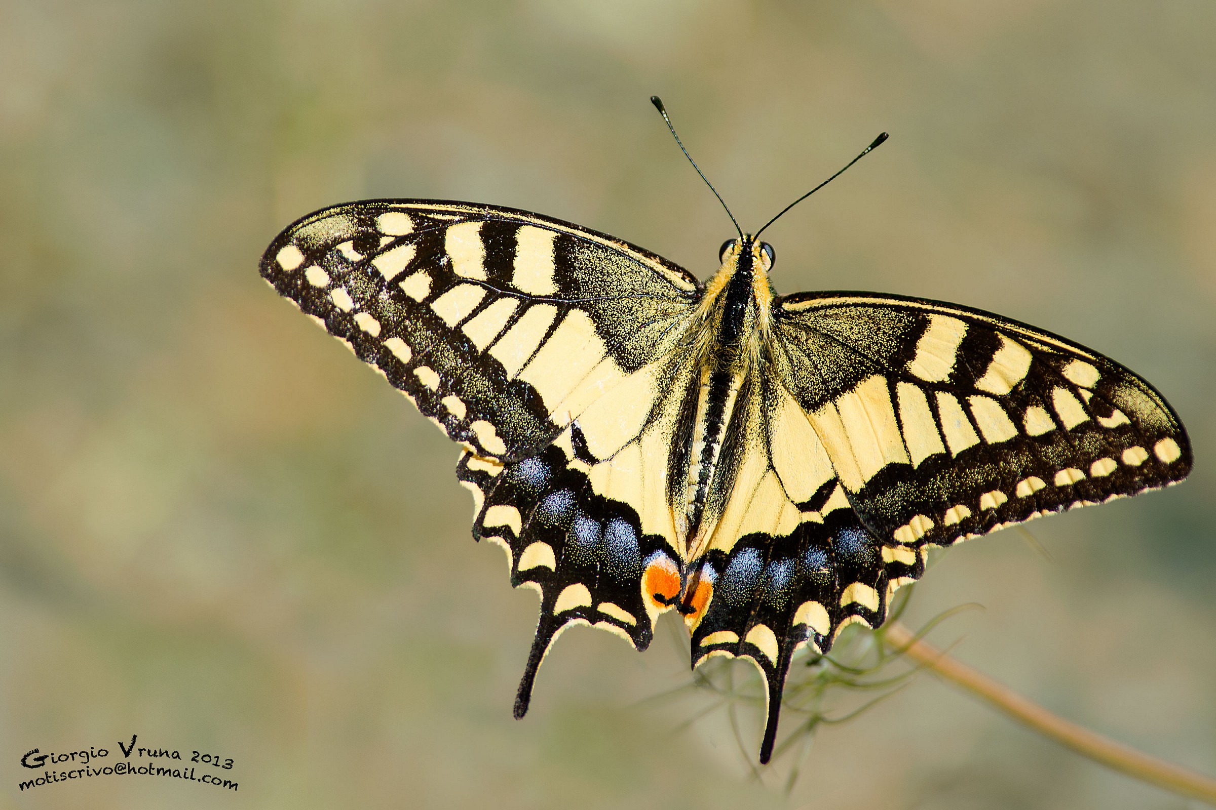 Machaon