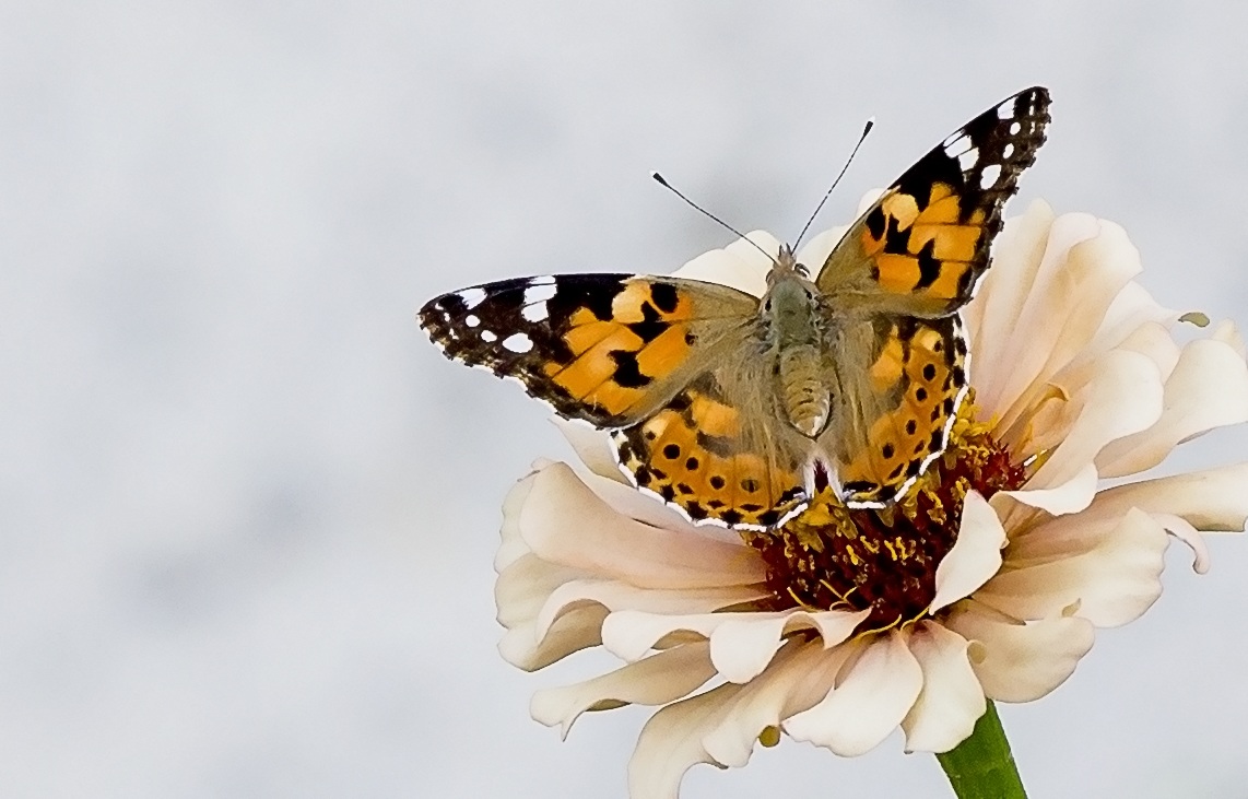 Vanessa cardui