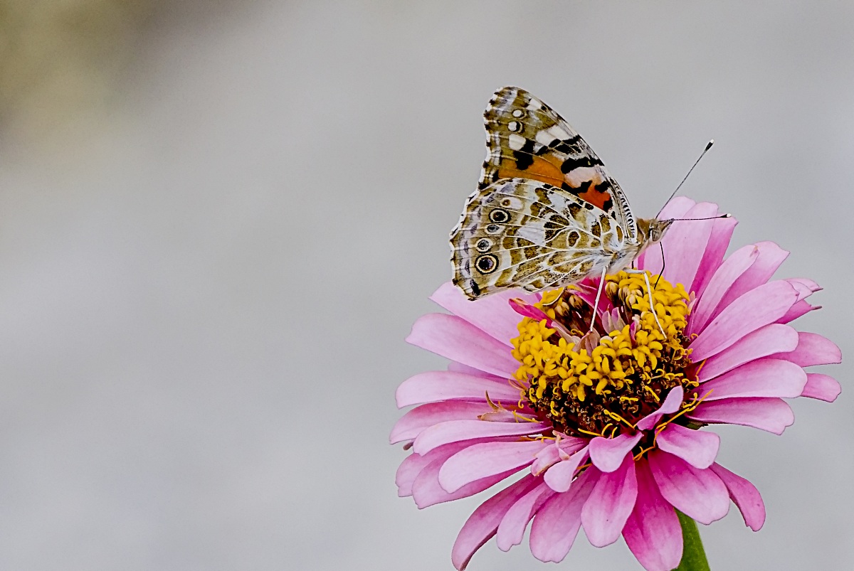 Vanessa cardui