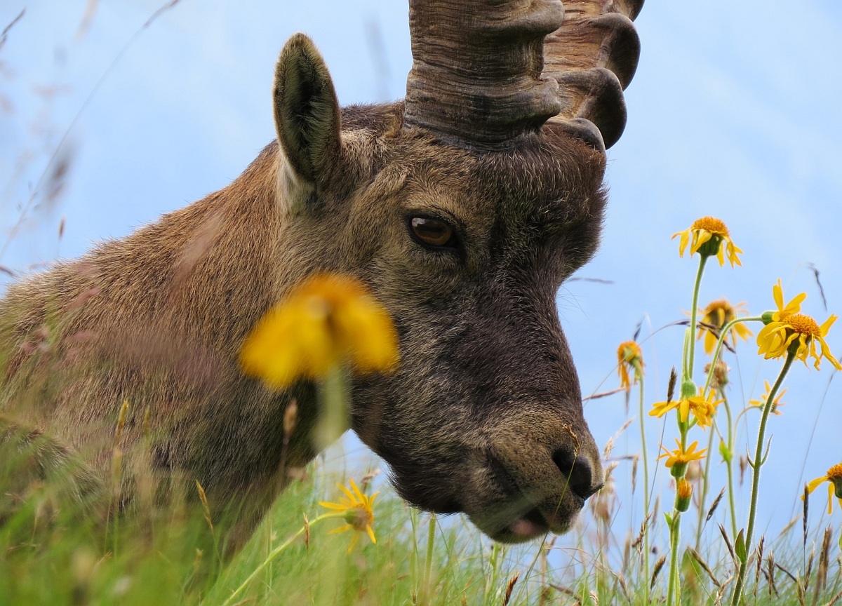 Primo piano di stambecco