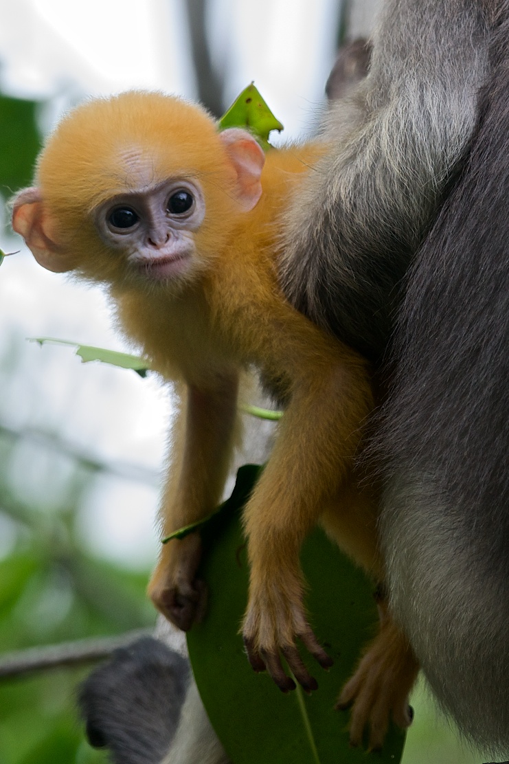 Dusky langur