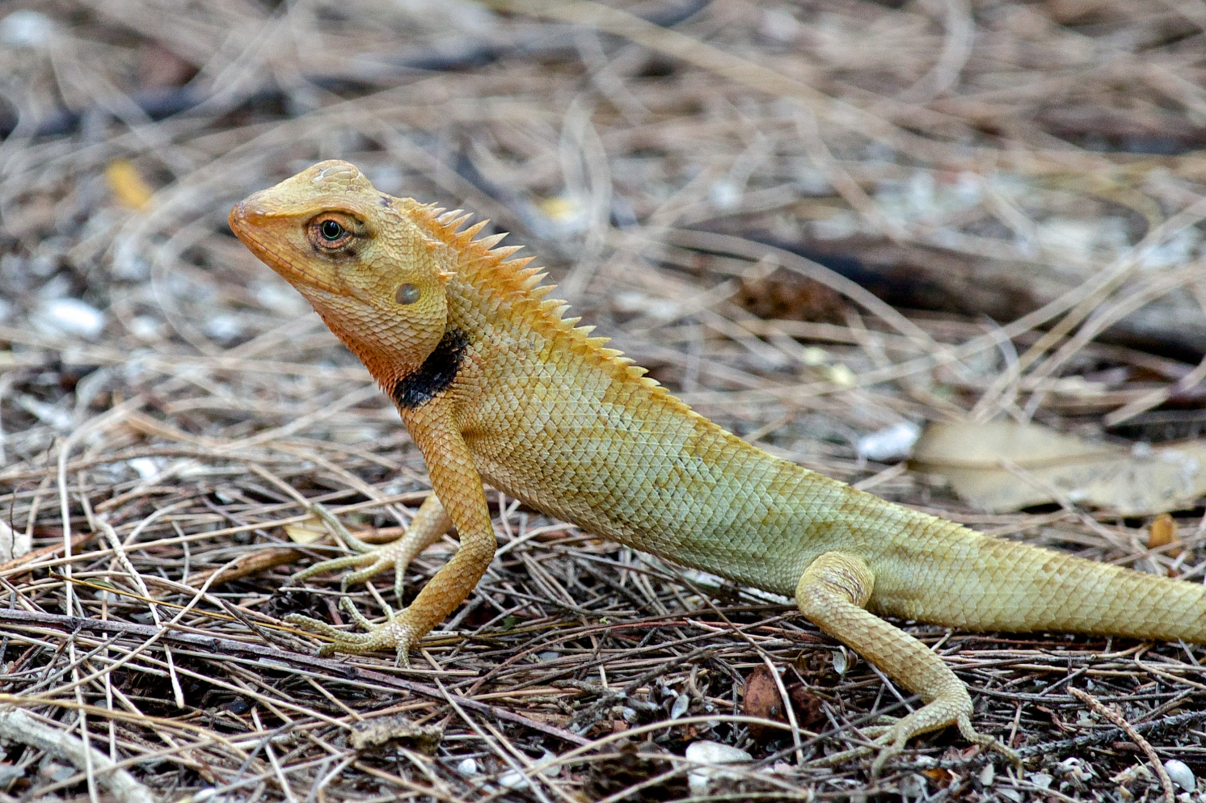 Emma Gray's Forest Tree Lizard