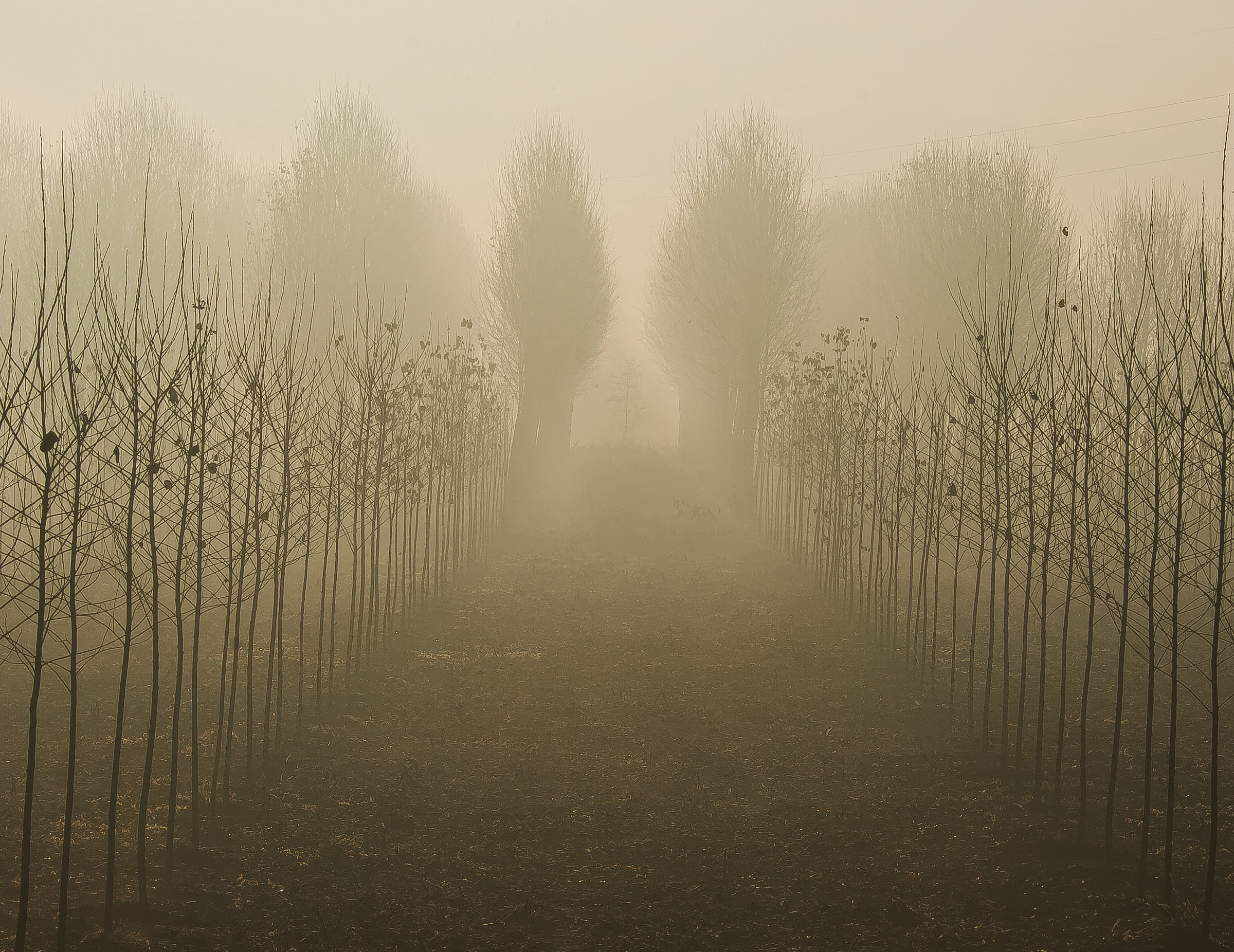 Winter in the Langhe