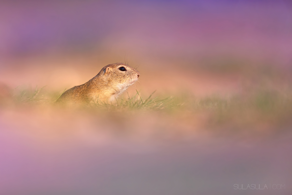 Europeo Scoiattolo a terra in comune Heather | Czech Repu