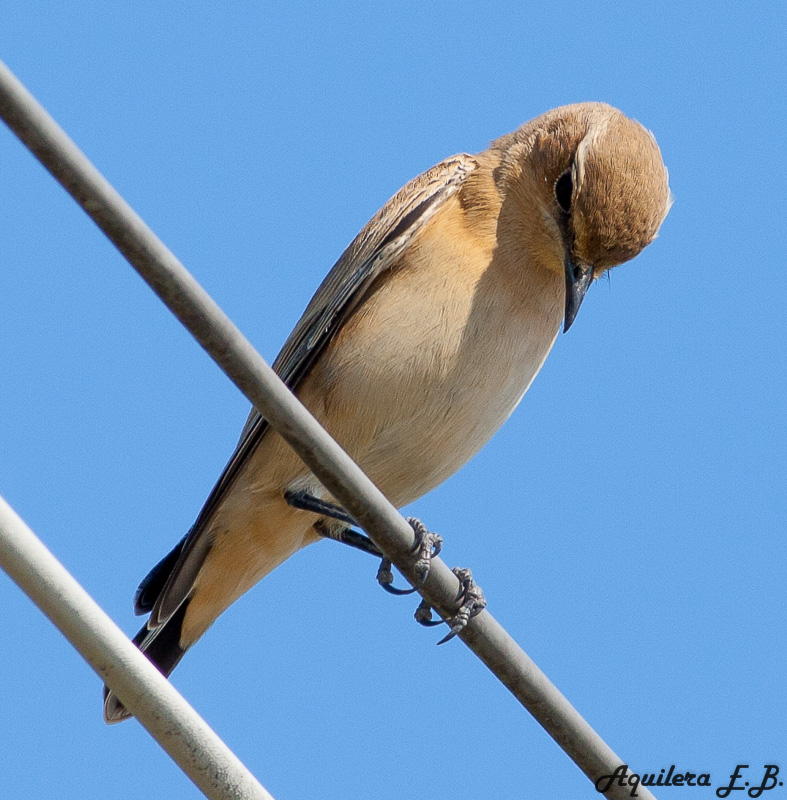 Flycatcher (Muscicapa striata)