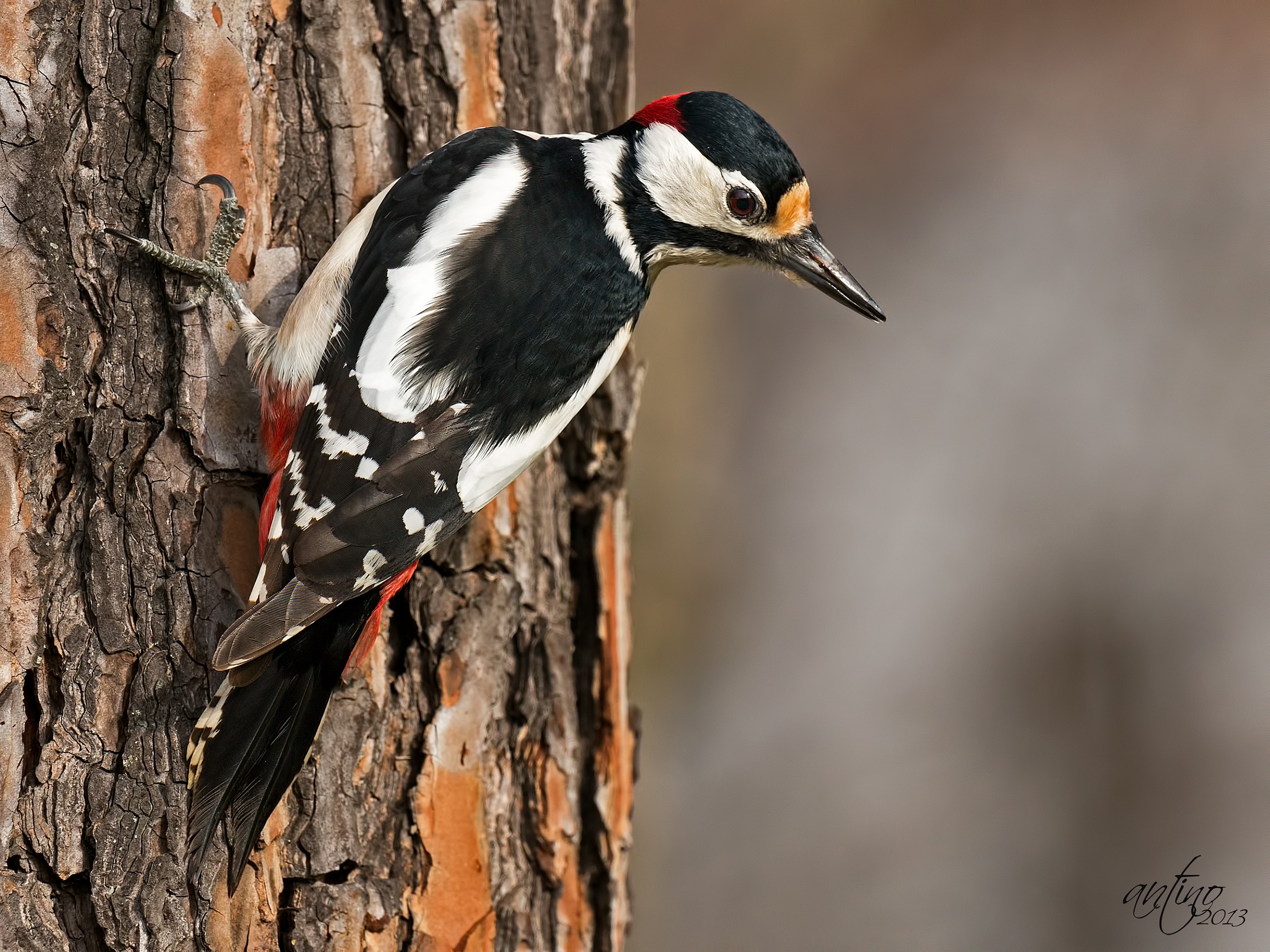 Picchio rosso maggiore
