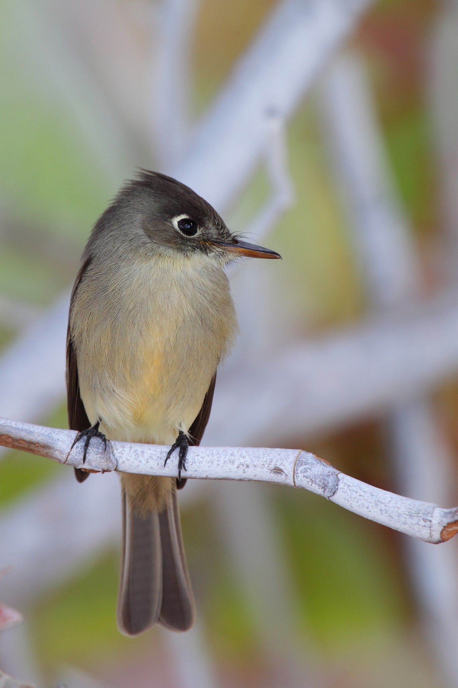 Piui largest of the Antilles