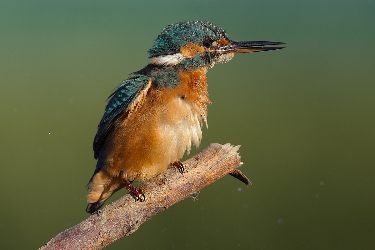 La Martina (HD 3000px)