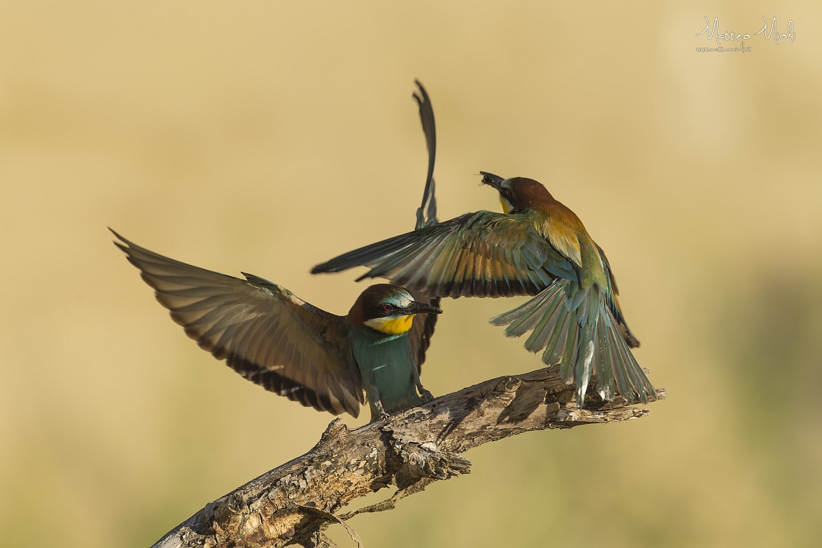 Bee-eater