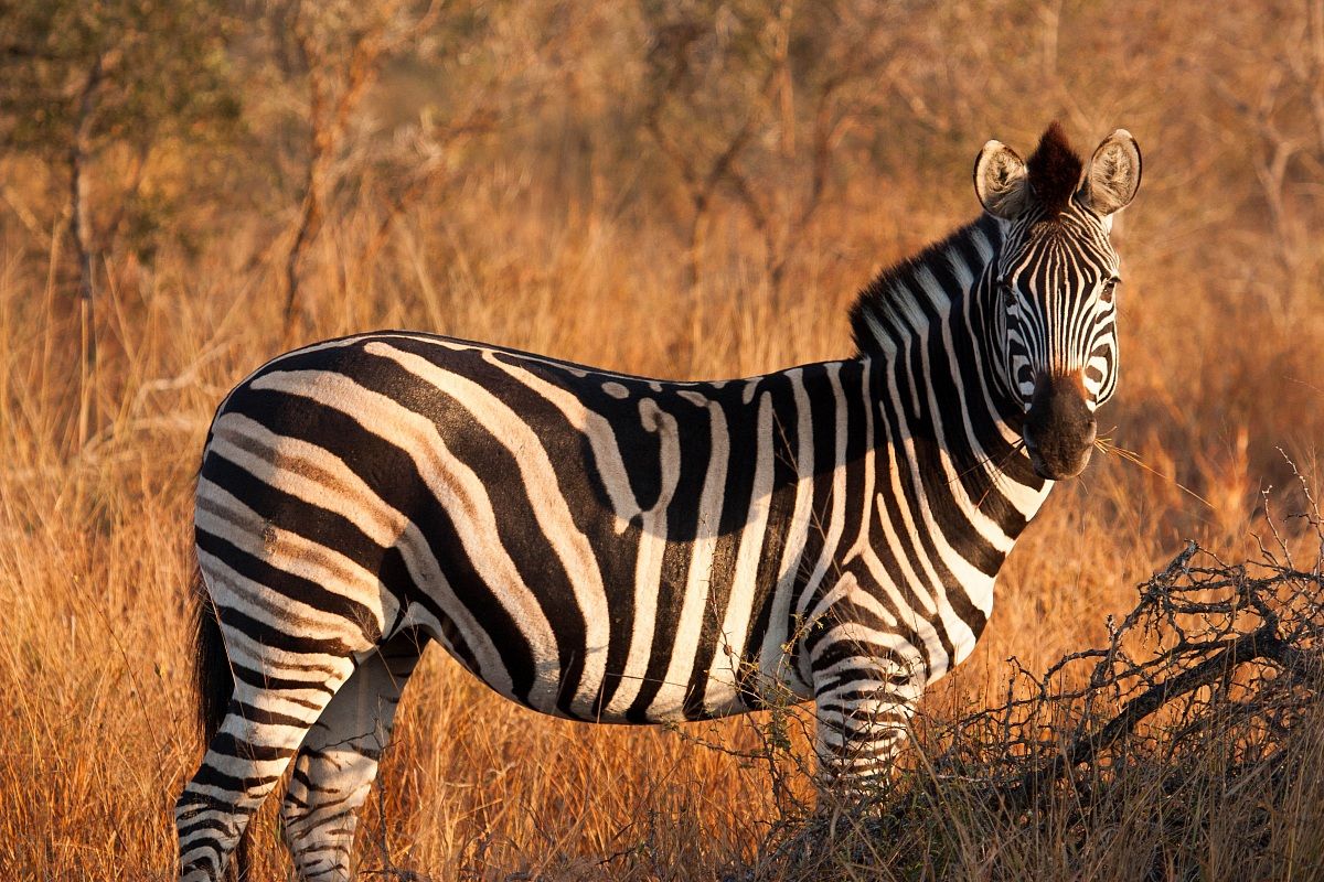 Zebra - Kruger Park