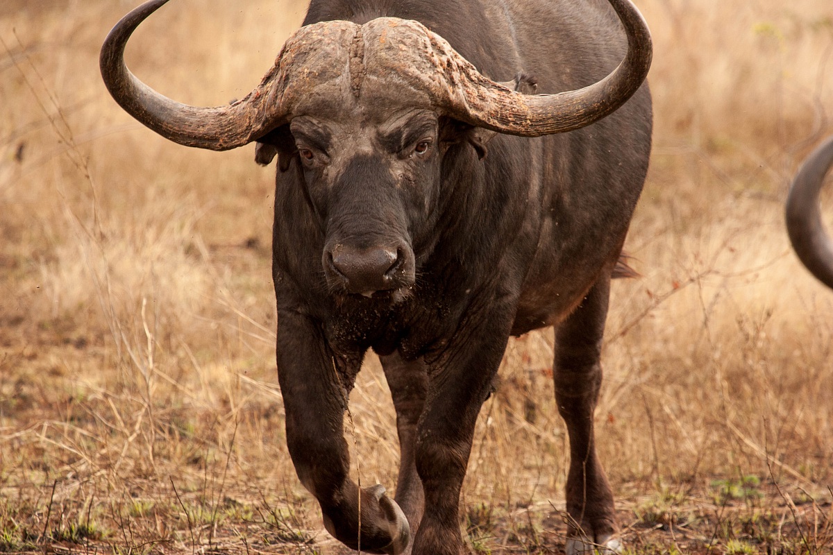 Buffalo Bull - Kruger Park