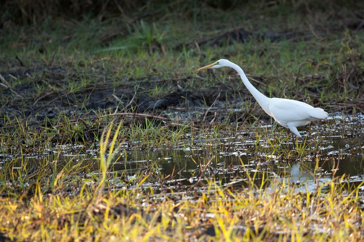 White Crane - Kruger Park