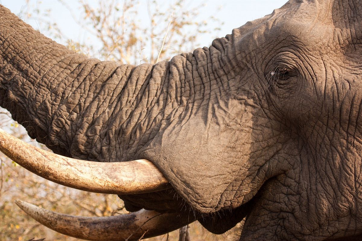 Elephant Close up - Kruger Park