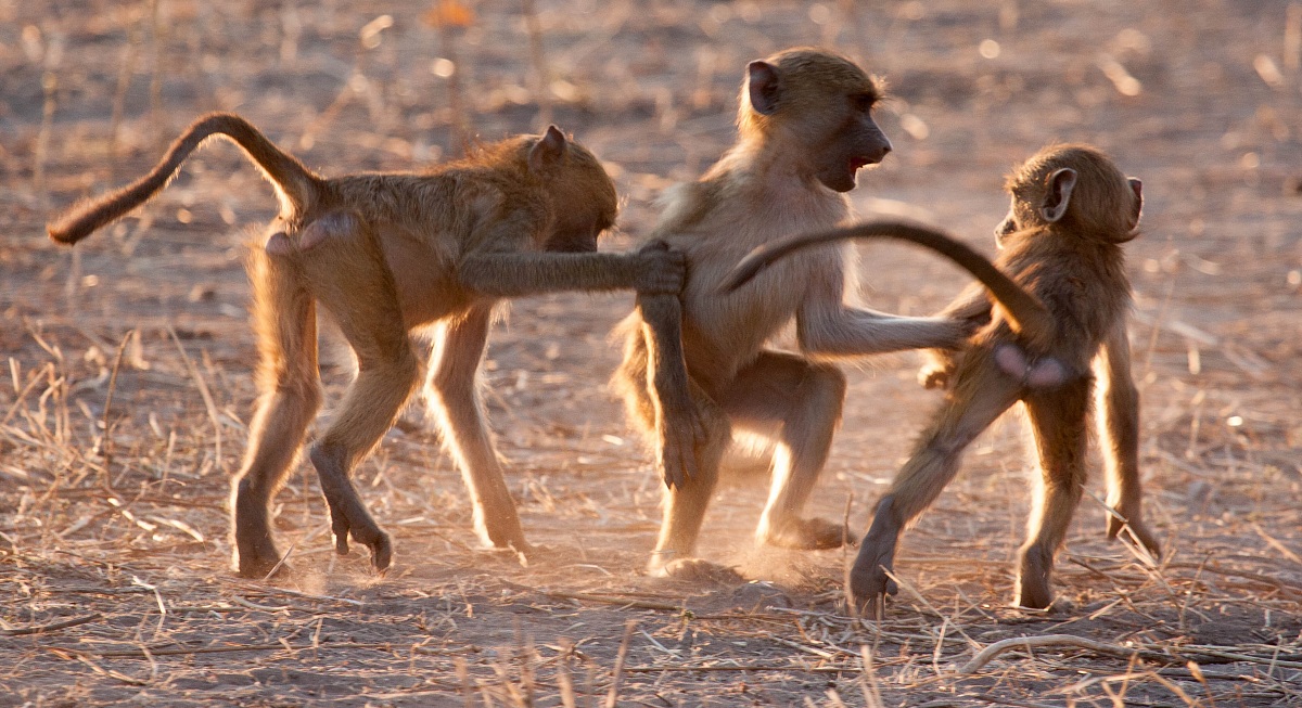 Three Little Indians - Chobe Park