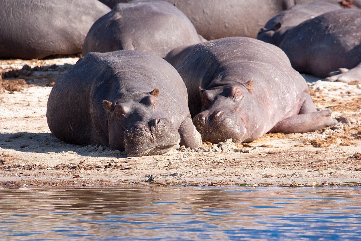 Neighbours Neighbours - Chobe Park