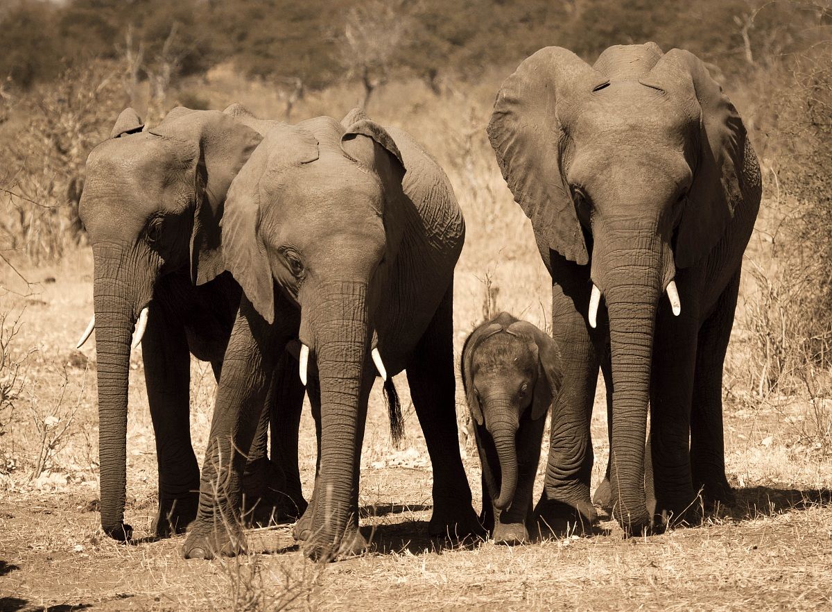 Family portrait - Chobe Park