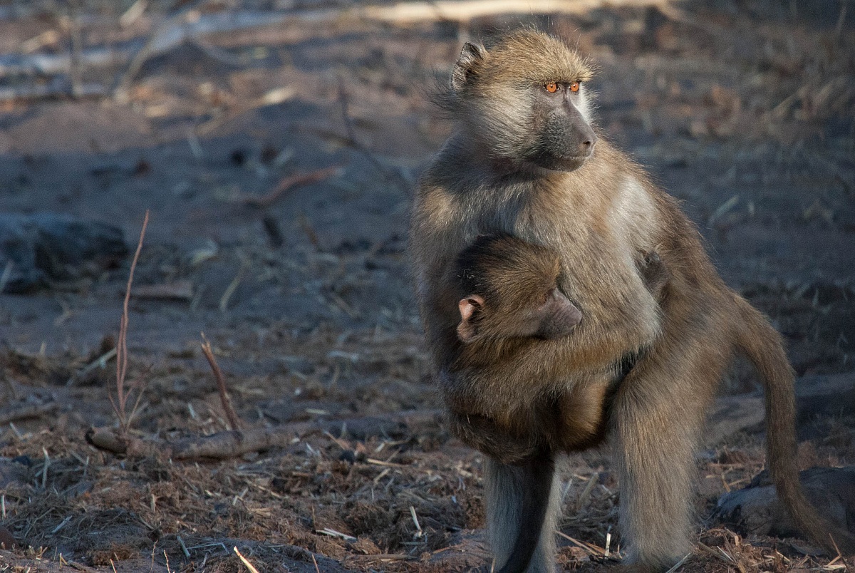 Mother and son - Chobe Park