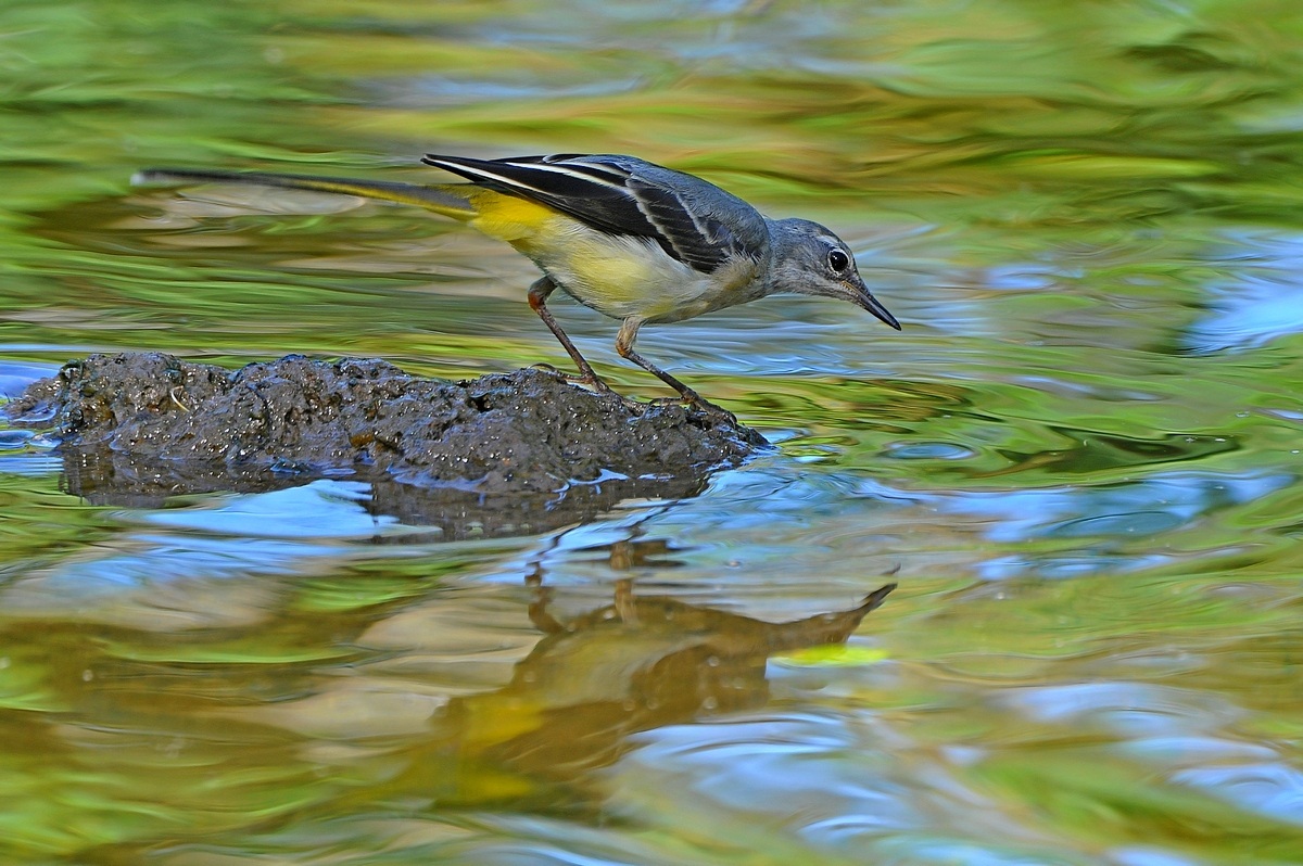 Grey Wagtail - another tribute to Monet