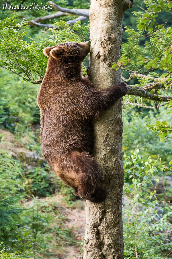 Brown Bear 4
