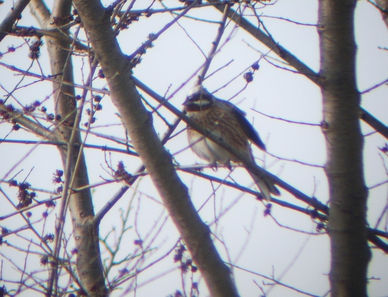 Red-throated Bunting