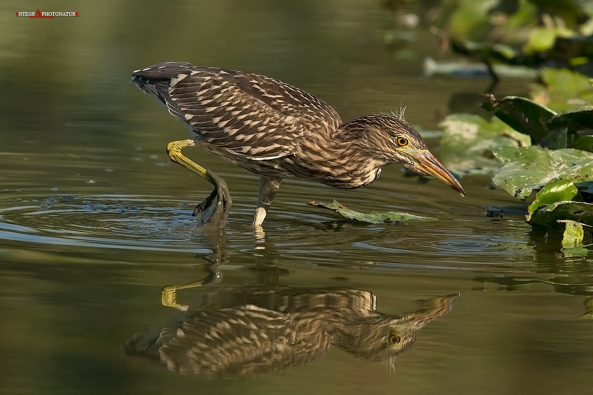 Giovane di nitticora