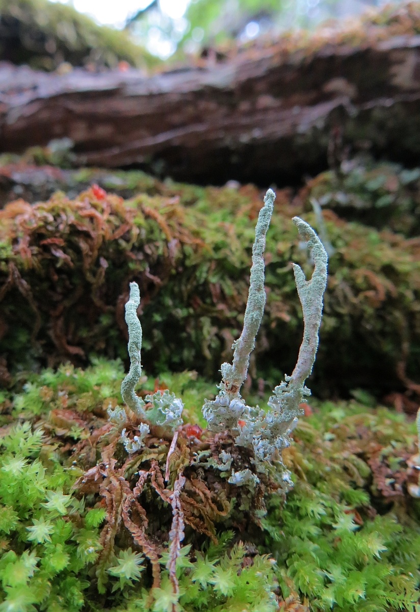 Microforesta di Capo Horn