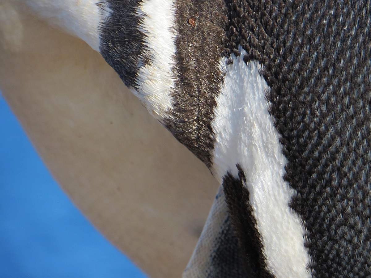 Astrazione su Pinguino di Magellano