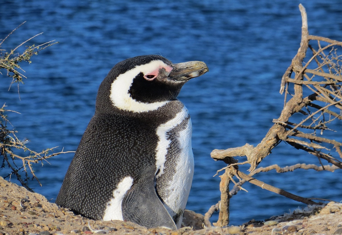Pinguino di Magellano