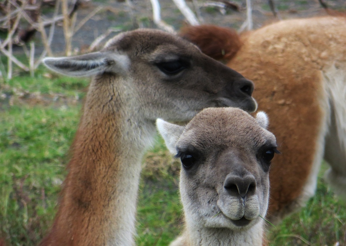Guanachi